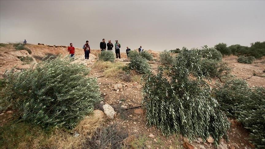 kolonet-hebrenj-shkaterruan-400-peme-ulliri-te-palestinezeve