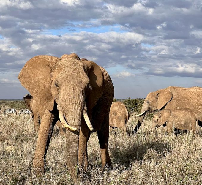 kenia:-ndryshimet-klimatike-po-i-vrasin-elefantet