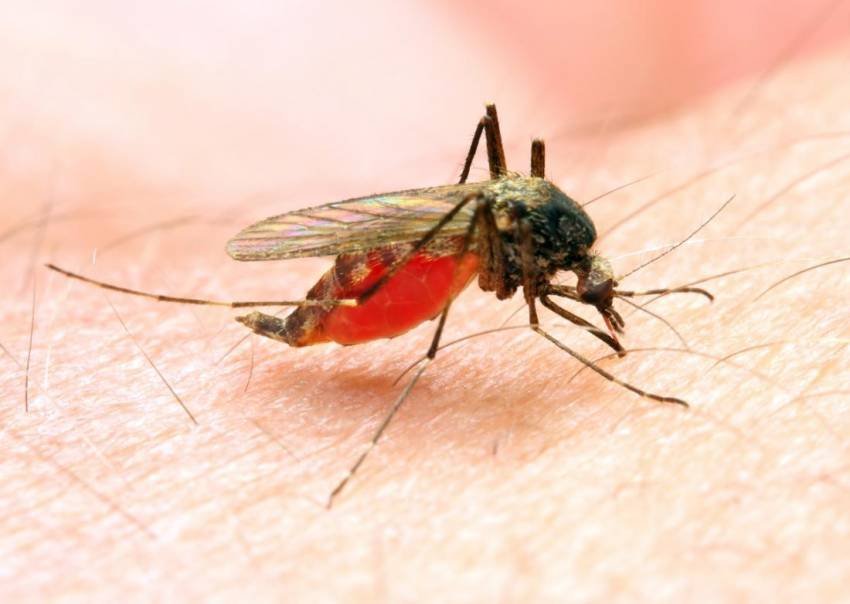 shkencetaret-afer-kures-per-malarian