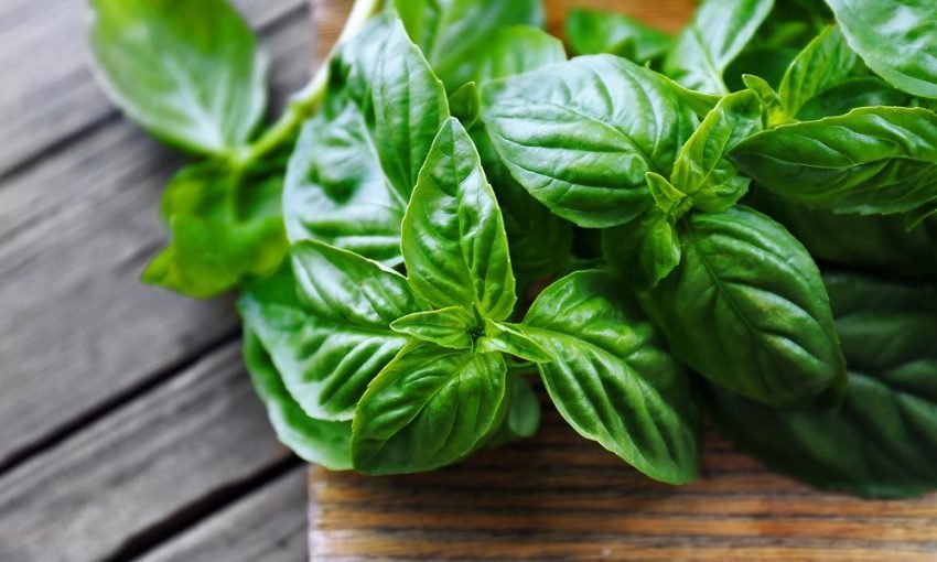 vetite-sheruese-te-borzilokut