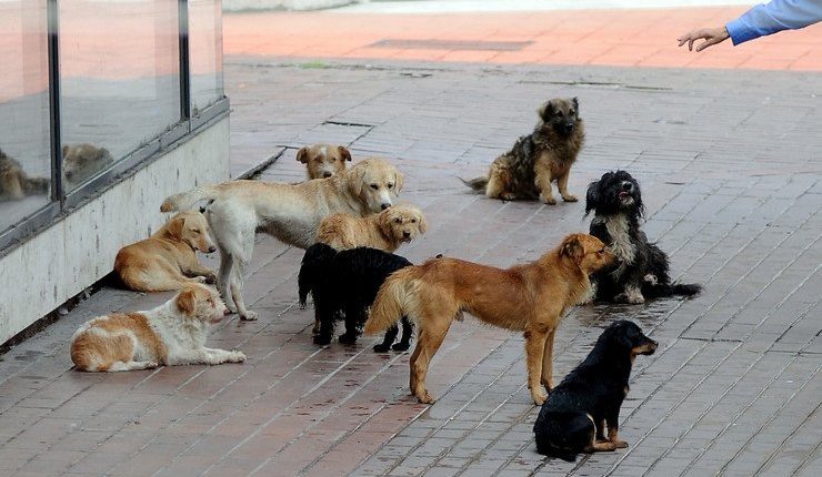 250-euro-ne-muaj-per-adoptimim-e-5-qenve-endacake