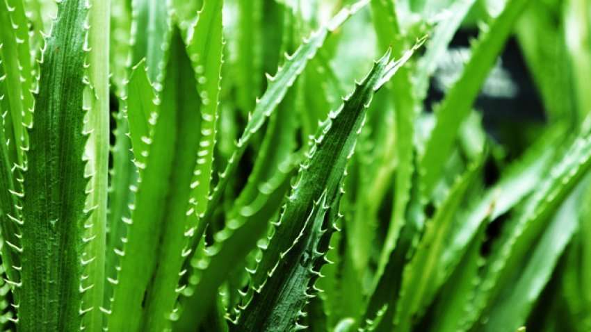 aloe-vera,-ne-listen-e-obsh-se,-te-substancave-potencialisht-kancerogjene