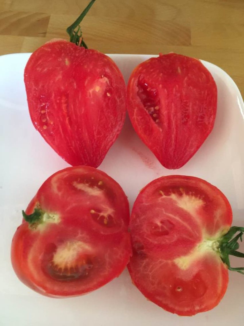 domatet-me-hormone-dhe-ato-bio,-zbuloni-menyren-efikase-per-t’i-dalluar-lehte-perimet-e-shendetshme