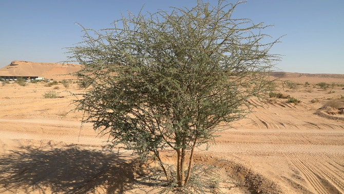 arabia-saudite-do-te-mbjelle-100-milione-peme-pergjate-brigjeve-te-saj