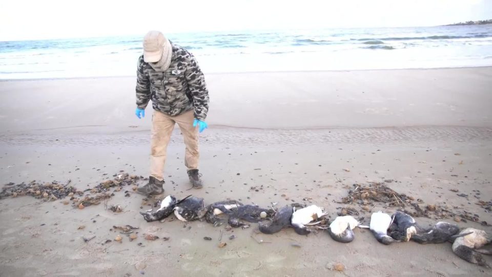 rreth-2-mije-pinguine-kane-ngordhur-ne-10-dite-ne-uruguai,-ende-mister-shkaku-–-video