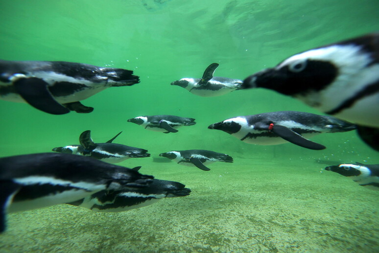 afrika-e-jugut-ndalon-peshkimin-per-te-shpetuar-pinguinet