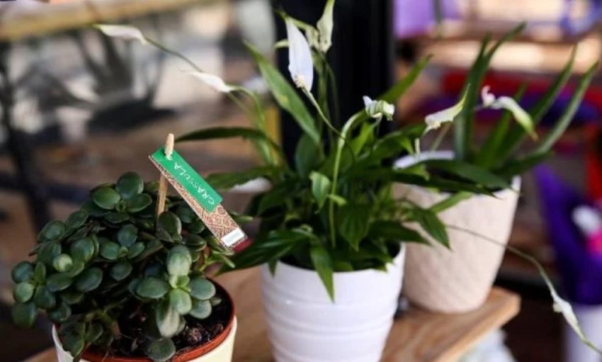 lulet-qe-mbushin-shtepine-me-oksigjen