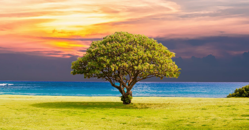 qartesimi-i-shkaqeve-te-lumturise