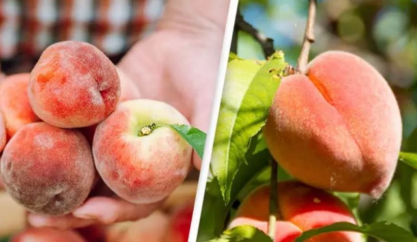 ekspertet-zbulojne-cfare-eshte-pushi-ne-lekuren-e-pjeshkeve