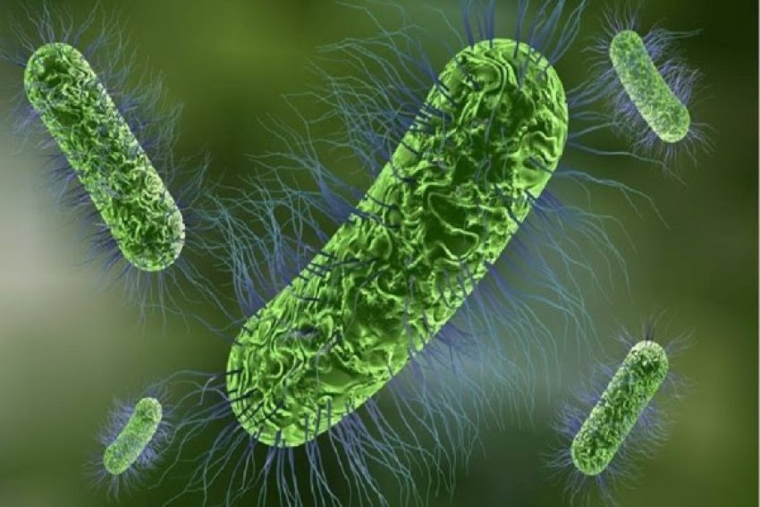 zbulimi-befasues:-bakteret-mbajne-mend-dhe-marrin-disa-“vendime”-per-shkak-te-hekurit