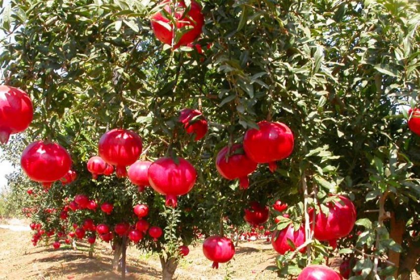 shega-devedishe-–-me-e-mira-kunder-plakjes-se-organizmit