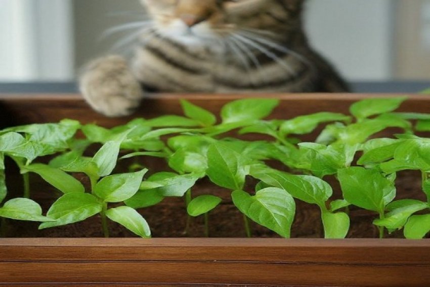 ​4-efektet-e-konsumimit-te-rregullt-te-specave-djeges-per-shendetin-tone