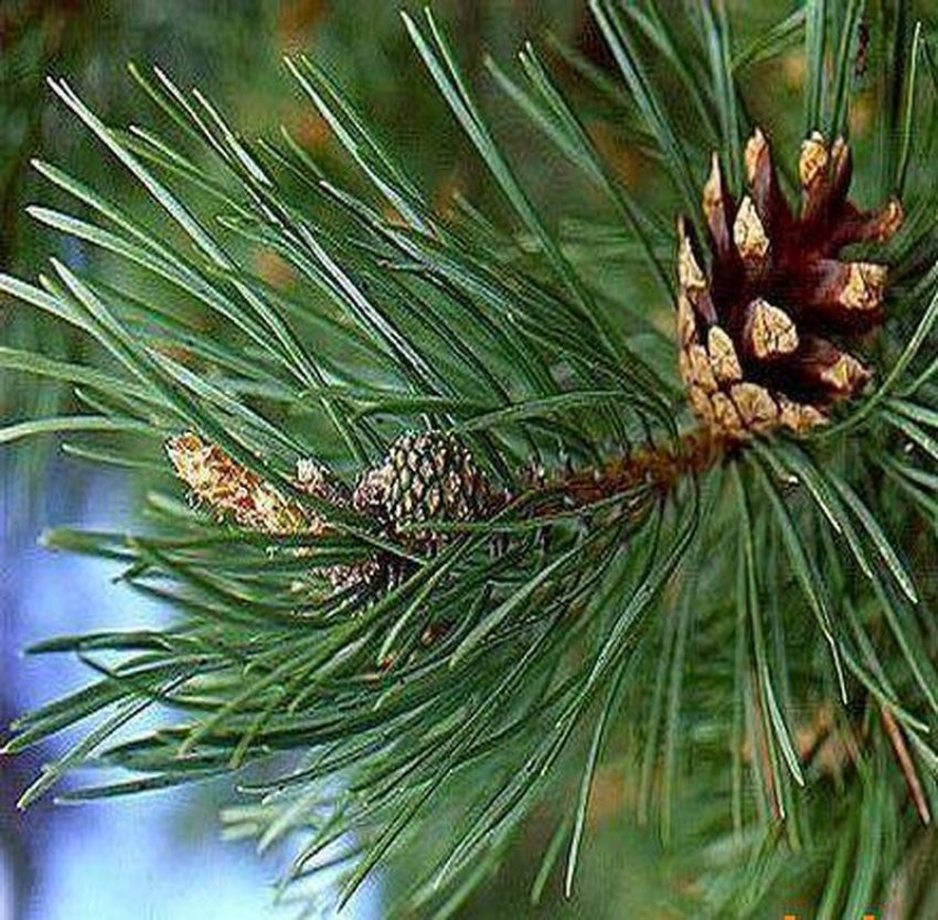 receta-natyrale-per-te-pastruar-mushkerite,-sidomos-per-duhanpiresit