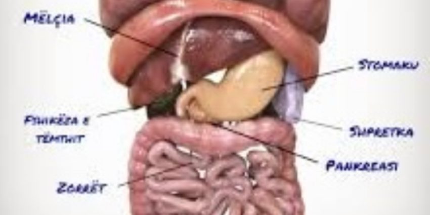 keto-jane-6-organet-e-trupit-pa-te-cilat-mund-te-jetoje-njeriu