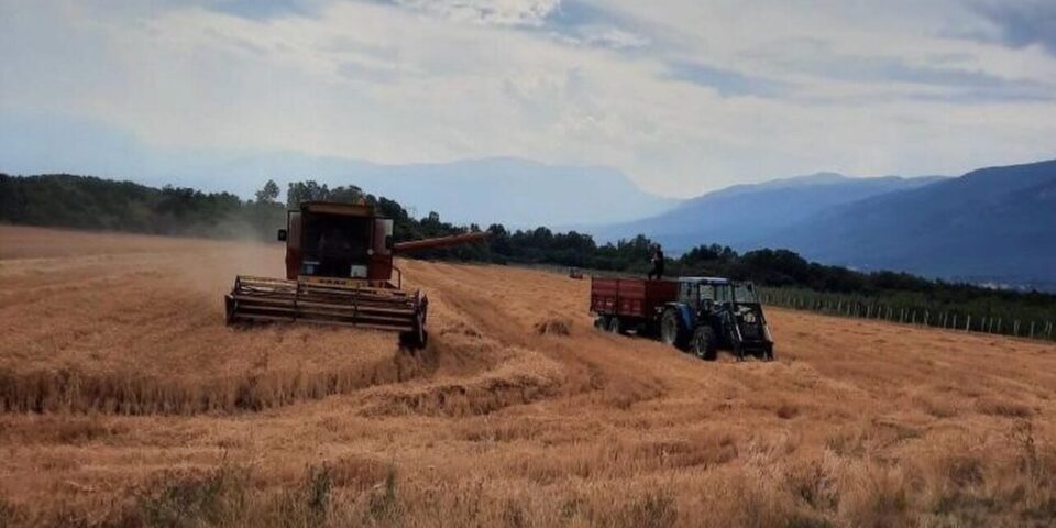 te-burgosurit-korrin-grurin-ne-dubrave,-mbledhin-rreth-32-mije-kilograme