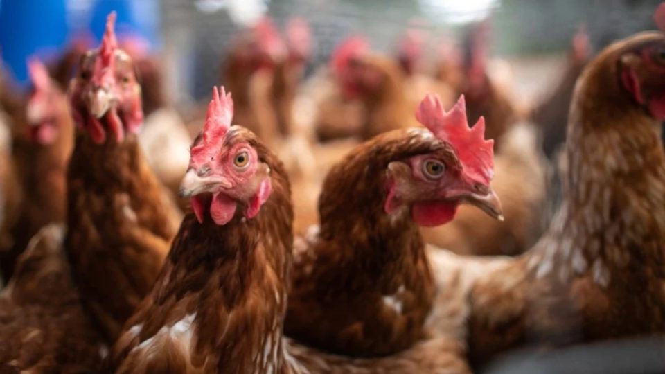 kosova-ndalon-importin-e-shpezeve-dhe-produkteve-te-tyre-nga-hungaria