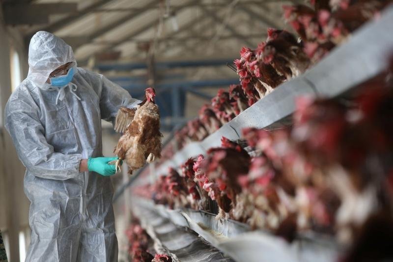 ndalohet-importi-i-shpezeve-dhe-produkteve-te-tyre-nga-hungaria