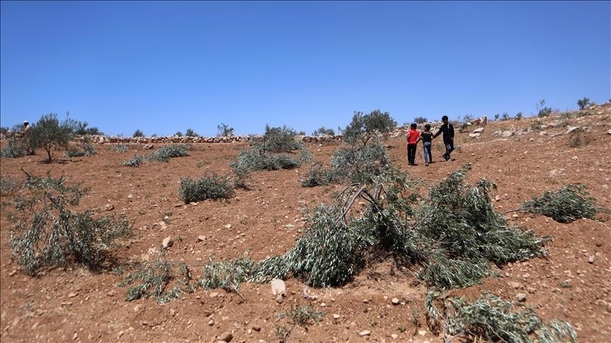 kolonet-e-paligjshem-izraelite-shkaterrojne-qindra-peme-ulliri-ne-bregun-perendimor