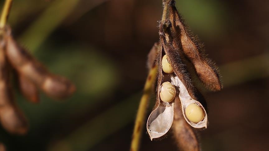 kina-pezullon-kontrollet-e-eksportit-mbi-burimet-strategjike,-rifillon-importet-e-sojes-dhe-trungjeve-nga-shba-ja