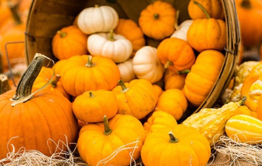 kungulli-i-arte-i-vjeshtes,-ja-pse-duhet-ta-konsumoni