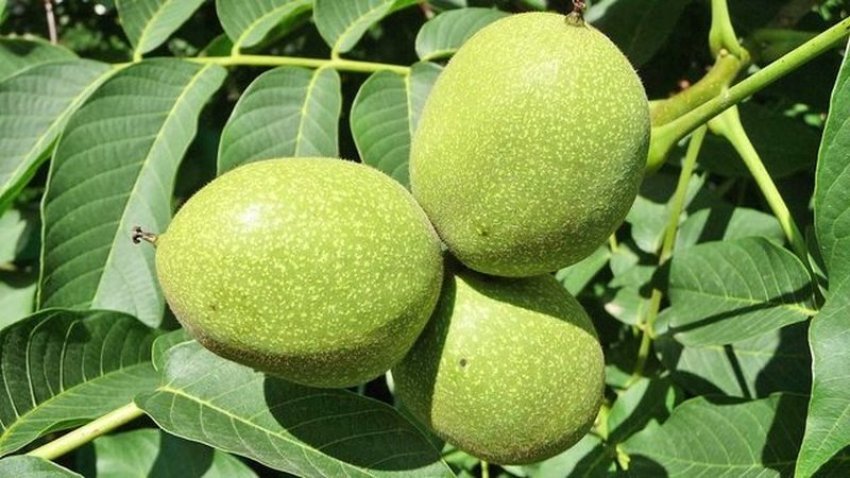 kura-me-40-arra-te-gjelbra-te-pabera:-per-tiroidet,-gjakun-dhe-energjine