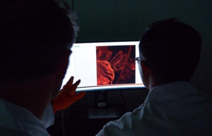 identifikohet-celesi-imunitar-per-te-ndihmuar-trupin-te-luftoje-kancerin