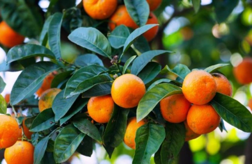 perfitoni-vitaminen-c-nga-fruti-me-i-preferuar-i-stines,-zbuloni-cfare-efektesh-sjell-konsumi-i-mandarinave