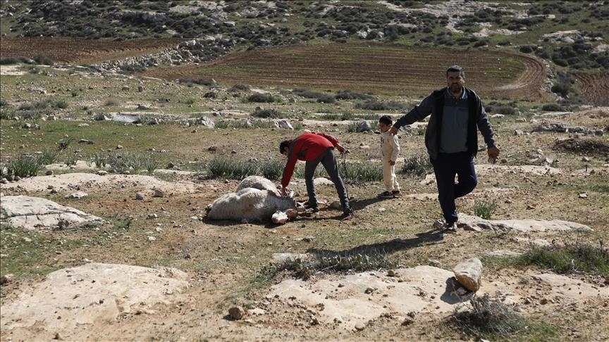 izraelitet-sulmuan-nje-ferme-palestineze-ne-bregun-perendimor-dhe-vodhen-150-dele