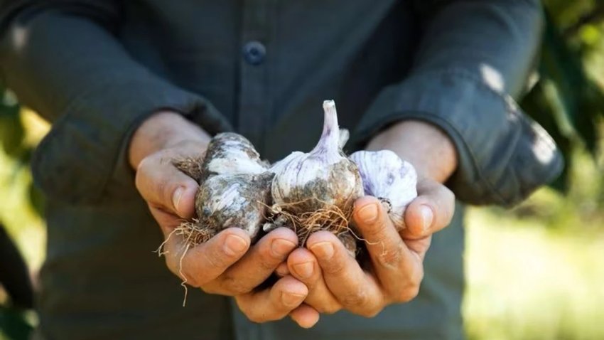 sa-zgjat-vertet-hudhra-dhe-kur-duhet-ta-hidhni-menjehere