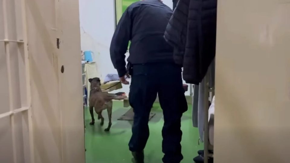 operacion-i-gjere-ne-burgun-e-dubraves,-te-pranishem-edhe-njesiti-special-k9