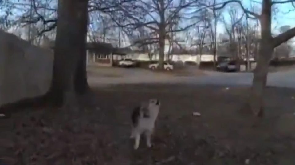 video/-qeni-hero-ne-shba-ndihmon-policine-te-gjeje-nje-3-vjecar-te-zhdukur