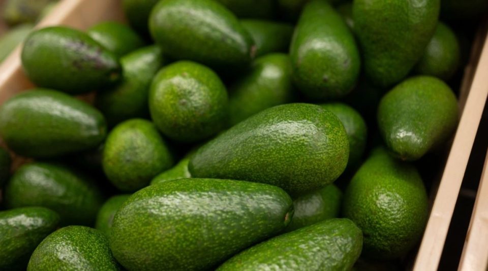 alarm-ne-tregjet-evropiane-per-avokadot-kolumbiane,-rezultojne-me-nivele-te-larta-te-kadmiumit!-edhe-be-e-konfirmon:-rrezik-serioz!