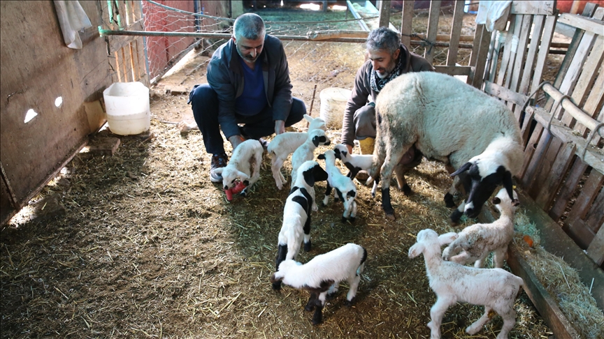 ndodhi-e-rralle-ne-turqi,-nje-dele-lindi-9-qengja-njeheresh