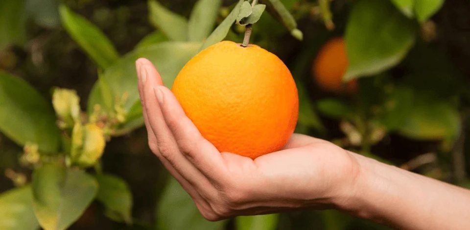 vitamina-c:-perfitimet-e-saj-te-mrekullueshme-dhe-ne-cilat-ushqime-e-gjejme