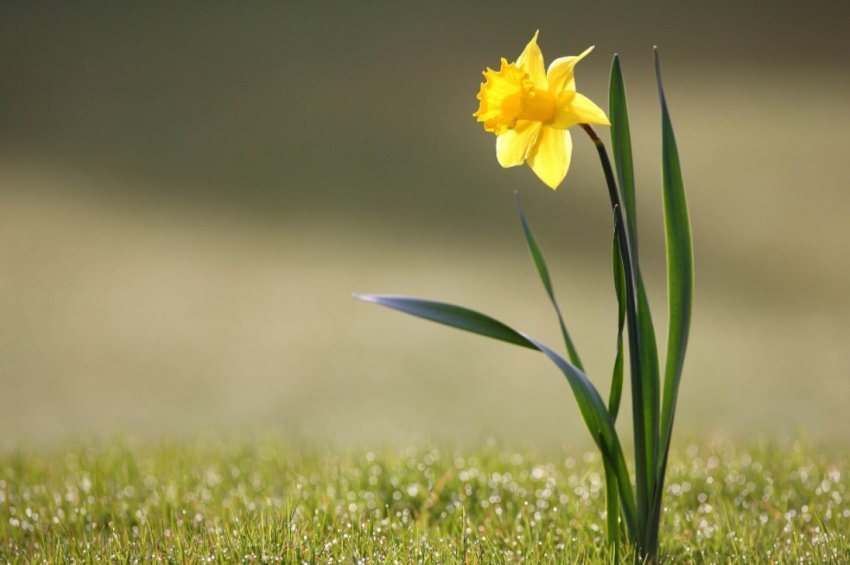 miresia-cdohere-e-jep-frytin-e-saj