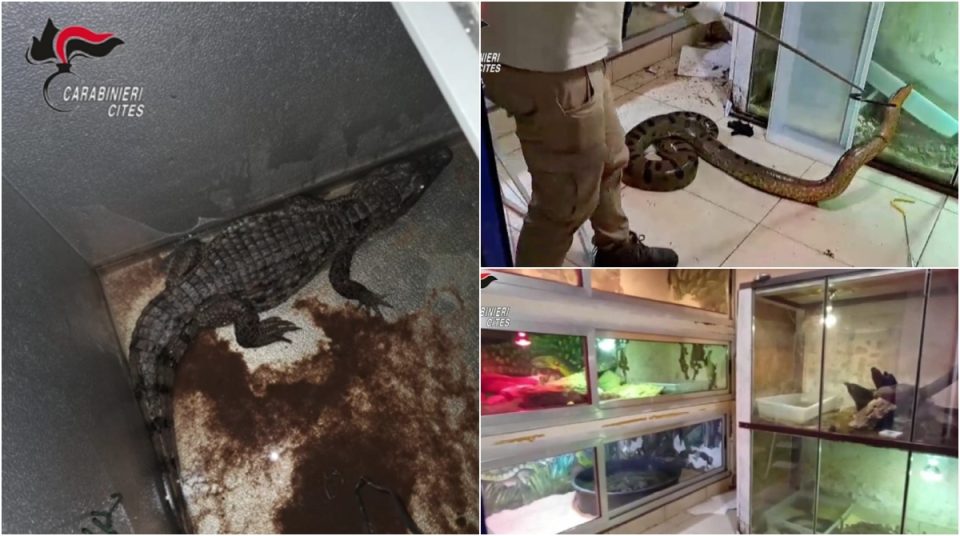 video/-anakonda-pese-metra-te-gjata,-kater-pitone-dhe-nje-lloj-krokodili,-zbulohet-“ferma”-e-zvarranikeve-te-rrezikshem-ne-bari-te-italise