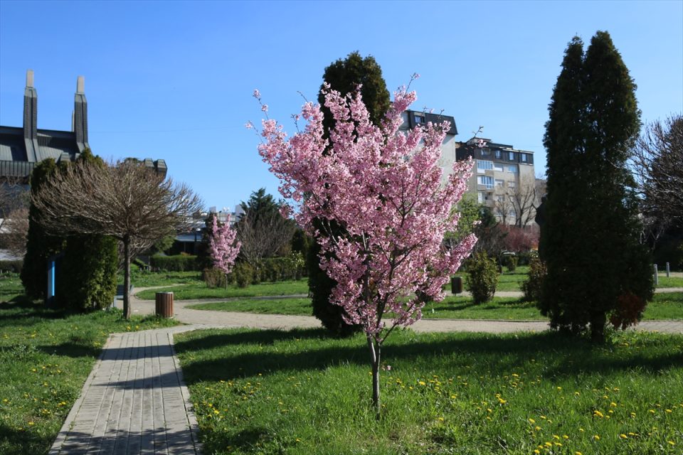 prishtina-mbulohet-me-petkun-e-luleve-te-pranveres