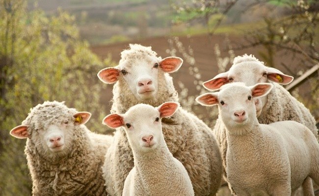 shperthen-murtaja,-kosova-merr-masa,-ndalon-importin-e-deleve-dhe-dhive-nga-shqiperia