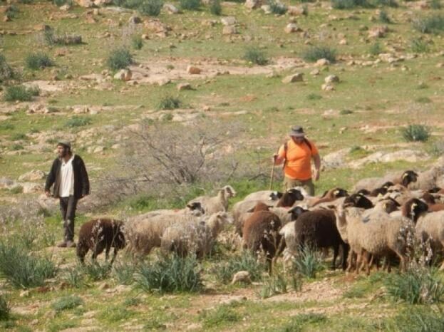kolonet-izraelite-plagosin-te-pakten-7-palestineze-ne-bregun-perendimor