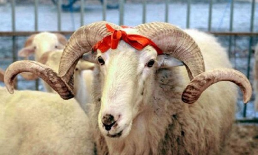 rritet-serish-cmimi-per-kurban-ne-kosove