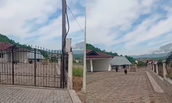 “ik,-ik,-vrapo”/-tre-arinj-futen-ne-oborrin-e-nje-shtepie-ne-prizren-(video)