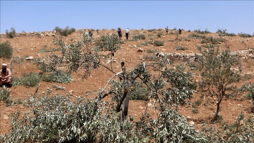 okupuesit-izraelite-dogjen-fushen-e-grurit-dhe-sulmuan-fermeret-palestineze-ne-bregun-perendimor