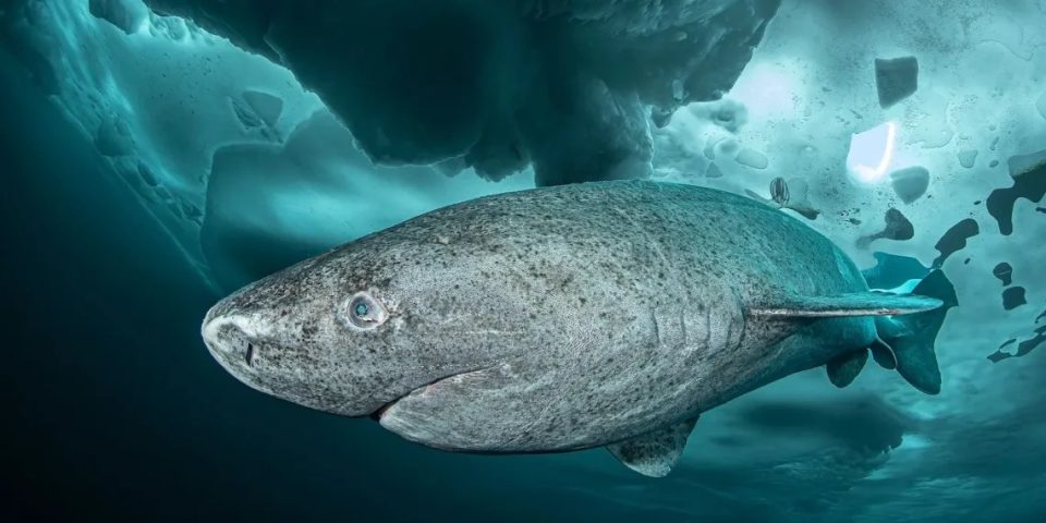 disa-jane-bashkekohes-me-shekspirin:-si-ia-del-te-jetoje-kaq-gjate-kjo-specie?
