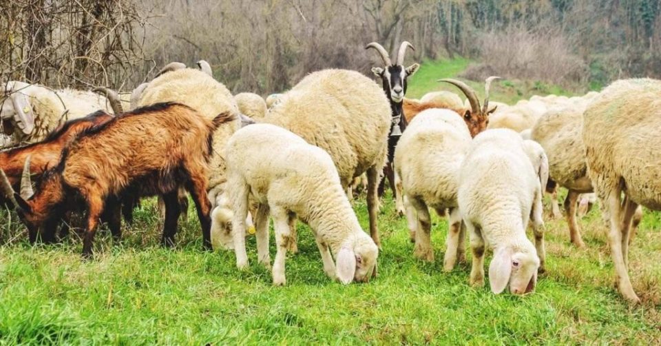 alarm-per-blegtorine-ne-kosove:-konfirmohen-raste-te-lise-se-dhenve-dhe-dhive-ne-kater-komuna